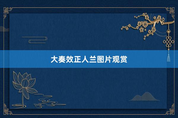 大奏效正人兰图片观赏